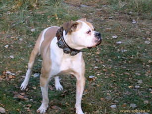 Картинка животные собаки