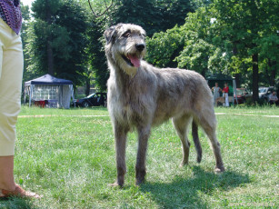 Картинка животные собаки