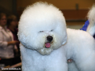 Картинка животные собаки