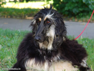 Картинка животные собаки