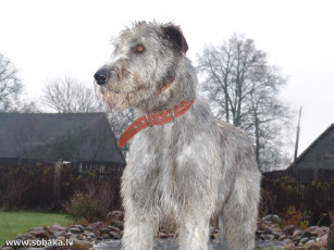 Картинка животные собаки