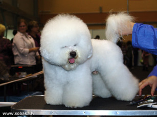 Картинка животные собаки