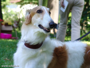 Картинка животные собаки