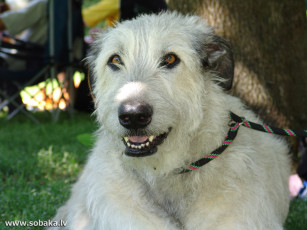 Картинка животные собаки