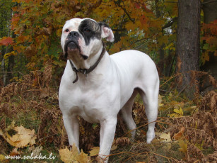 Картинка животные собаки