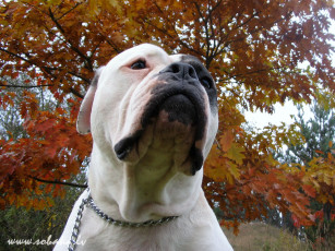 Картинка животные собаки