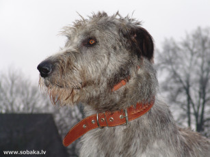 Картинка животные собаки