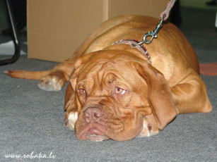 Картинка животные собаки