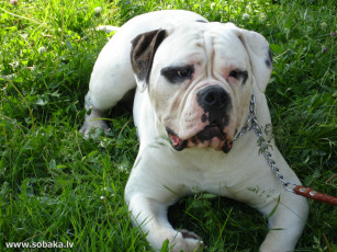 Картинка животные собаки