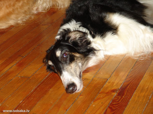 Картинка животные собаки