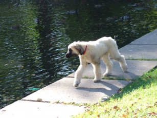 Картинка животные собаки