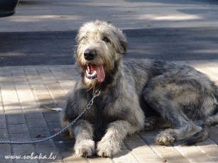 Картинка животные собаки