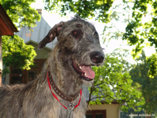 Картинка животные собаки