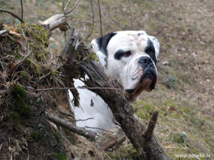 Картинка животные собаки
