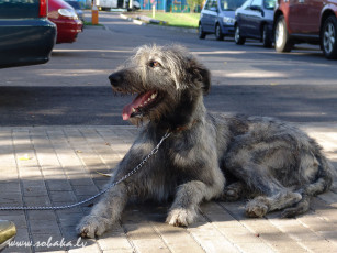 Картинка животные собаки