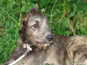 Картинка животные собаки