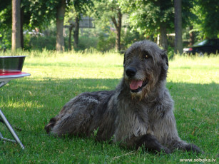 Картинка животные собаки