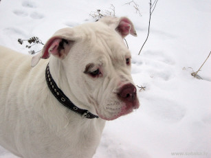 Картинка животные собаки