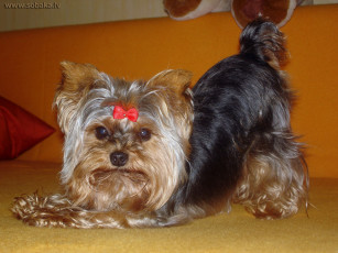 Картинка животные собаки