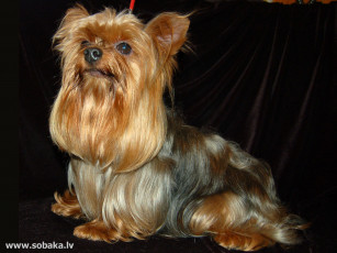 Картинка животные собаки