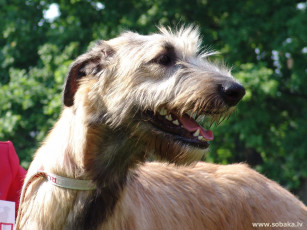 Картинка животные собаки