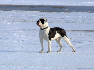 Картинка животные собаки