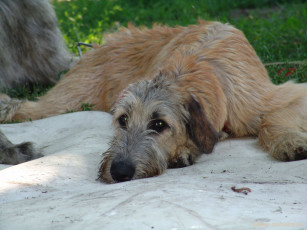 Картинка животные собаки