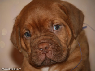 Картинка животные собаки