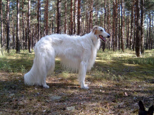 Картинка животные собаки