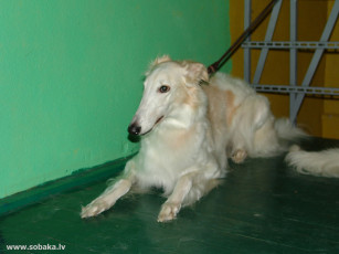 Картинка животные собаки