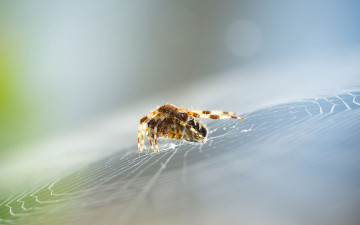 Картинка животные пауки