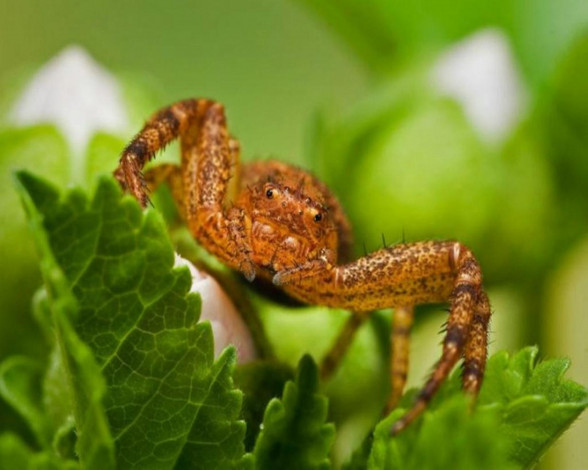 Обои картинки фото животные, пауки