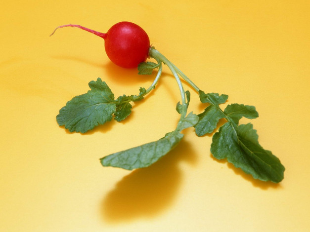 Обои картинки фото еда, редис, репа, редька