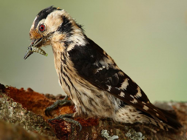 Обои картинки фото животные, дятлы