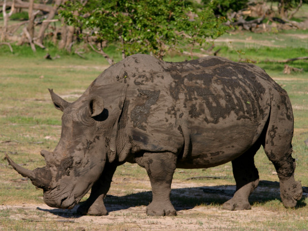 Обои картинки фото животные, носороги