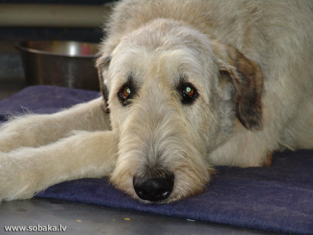 Обои картинки фото животные, собаки