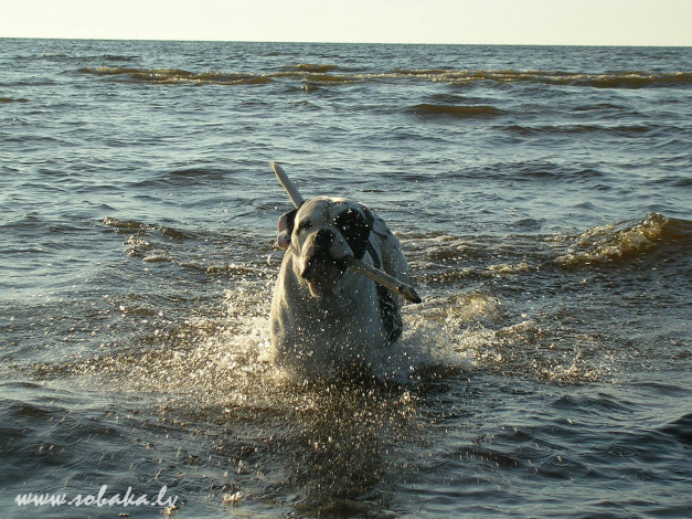Обои картинки фото животные, собаки
