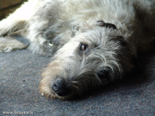 Обои картинки фото животные, собаки