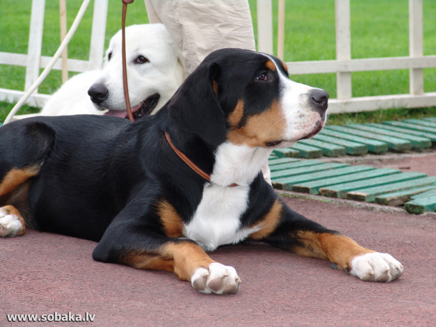 Обои картинки фото животные, собаки