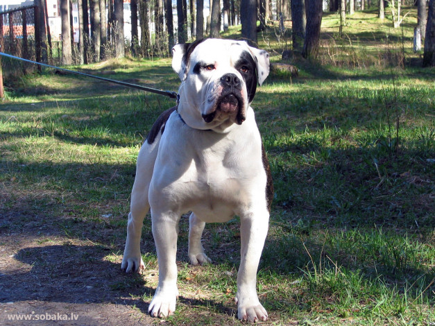 Обои картинки фото животные, собаки