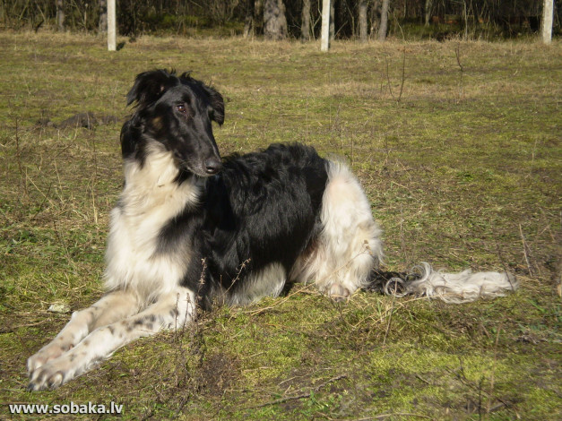 Обои картинки фото животные, собаки