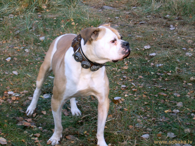 Обои картинки фото животные, собаки