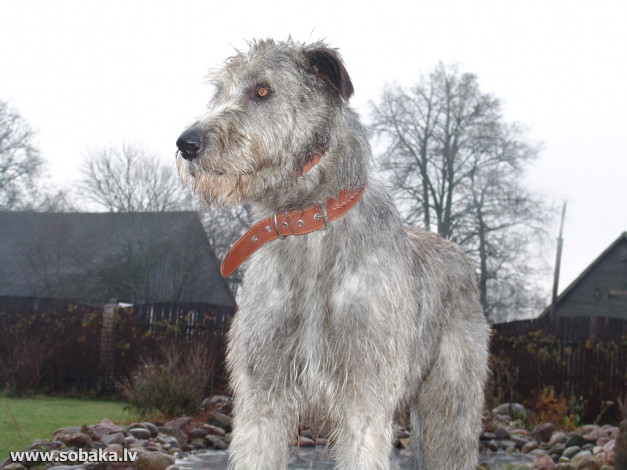 Обои картинки фото животные, собаки