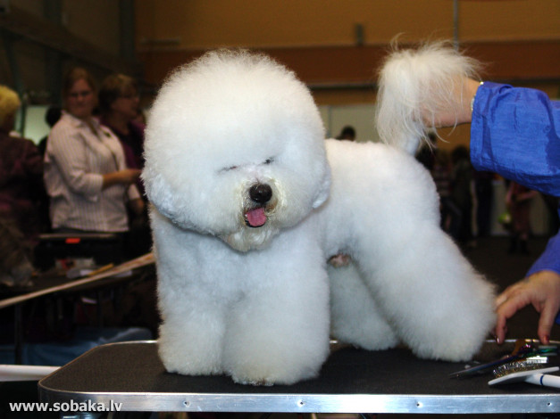 Обои картинки фото животные, собаки