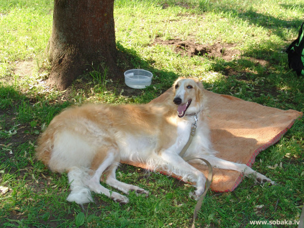 Обои картинки фото животные, собаки