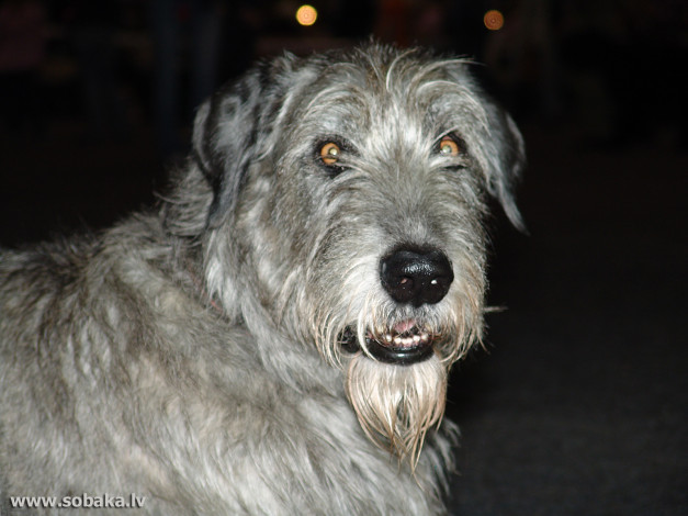 Обои картинки фото животные, собаки