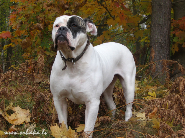 Обои картинки фото животные, собаки