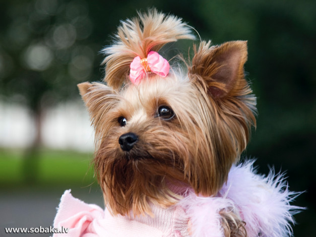 Обои картинки фото животные, собаки