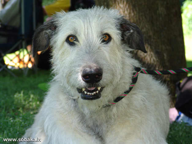 Обои картинки фото животные, собаки