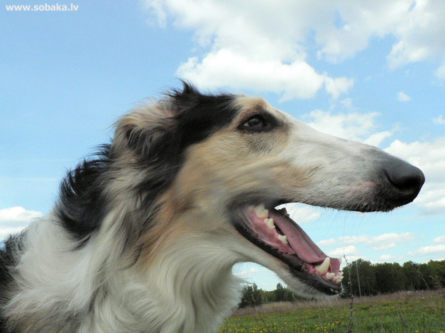 Обои картинки фото животные, собаки